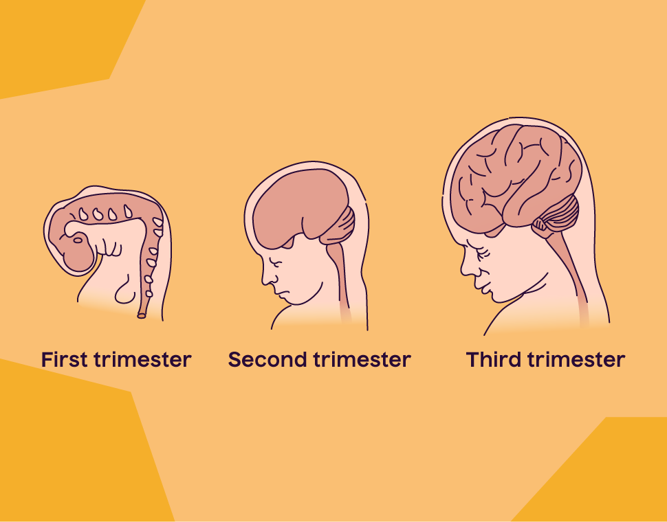 baby brain development during the first, second and third trimester